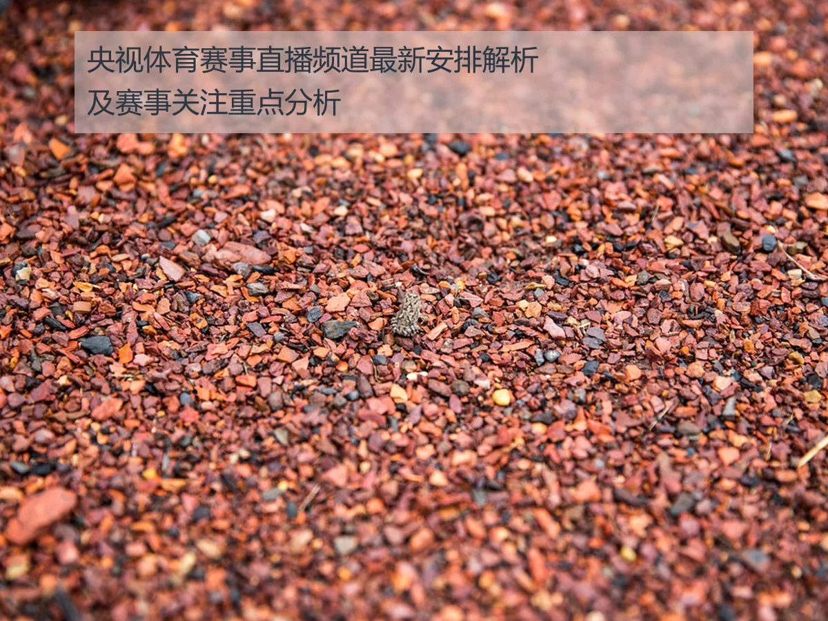 央视体育赛事直播频道最新安排解析及赛事关注重点分析